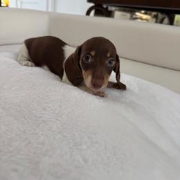 Boy, puppy five - Chocolate male Dachshund puppy in Spokane, Washington from Dearhaven Doxie