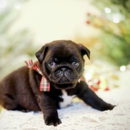 Dasher - Black male Pug puppy in Placerville, California from Gold Leaf Farm Pugs