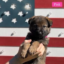 Pink Collar Female - Sable female German Shepherd puppy in Louisville, Kentucky from Barrage K9