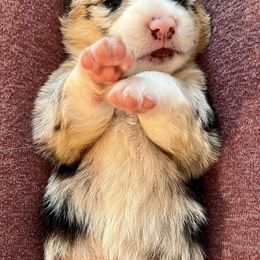 American Corgis from Key Largo Corgis