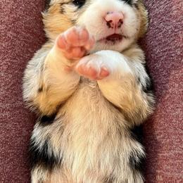 American Corgis from Key Largo Corgis