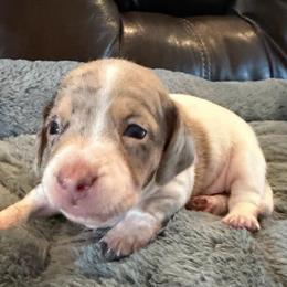 Bullseye - Dapple male Dachshund puppy in Rancho Cucamonga, California from Empire's Dachshunds