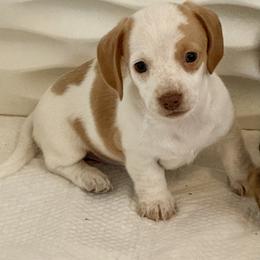 Girl 1 - Piebald female Dachshund puppy in Sunman, Indiana from Whitney’s Weiners