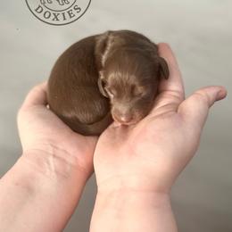 Cupcake - Chocolate female Dachshund puppy in Monroe, North Carolina from Dogwood Doxies