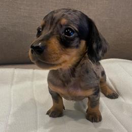 Girl 1 - Dapple female Dachshund puppy in Elizabethtown, Kentucky from Lavender and Willow Dachshunds