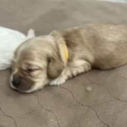 Cockapoo Puppies from Brevard County Cockapoos