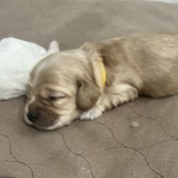 Cockapoo Puppies from Brevard County Cockapoos