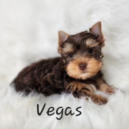 Vegas - Chocolate and tan male Yorkshire Terrier puppy in Adair, Oklahoma from Phillippe's Puppy Paws
