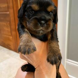 Cavalier King Charles Spaniel Puppies from Carter Woods Cavaliers