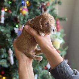 Boy 1 - Apricot male Cavapoo puppy in Nampa,, Idaho from Clig Doodle Days