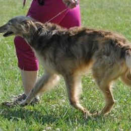 Borzoi and Silken Windhound All Grown Up from Avalon