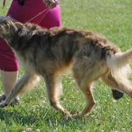 Borzoi and Silken Windhound All Grown Up from Avalon