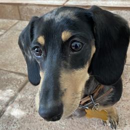 Dusty - Dachshund