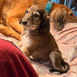 Diyan - Red Collar - Red male Saluki puppy in Los Angeles, California from Srinagar Salukis