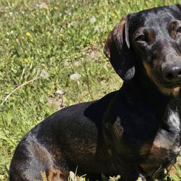 Dachshunds from 3 B's Breeding