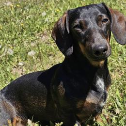Dachshunds from 3 B's Breeding