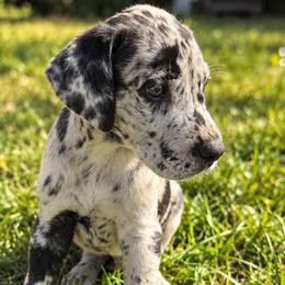 Male 4 - Merle male Great Dane puppy in Mayfield, New York from Sacandaga Danes