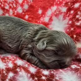 Lilac Girl 1 - Lilac female Shih Tzu puppy in Oakville, Washington from Garrard Creek Shih Tzus