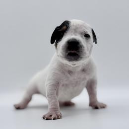Mia - White female American Bully puppy in Conroe, Texas from Titanium Kilo Kennels Texas