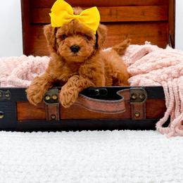 Alice - Red  female Goldendoodle puppy in North Carolina from NC Doodle Puppies