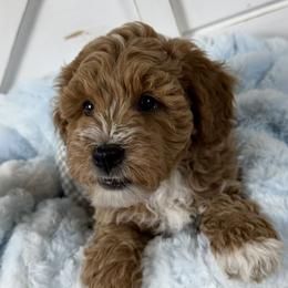 Hendrix - Apricot male Goldendoodle puppy in Huntington, Utah from Krispydoodle
