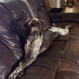 Winston - German Shorthaired Pointer