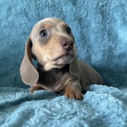 Tyson - Fawn (isabella) and tan male Dachshund puppy in Venice, Florida from JD’s Weiner-Wonderland
