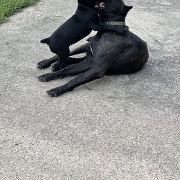 Cane Corso Puppies from Paw City Kennel