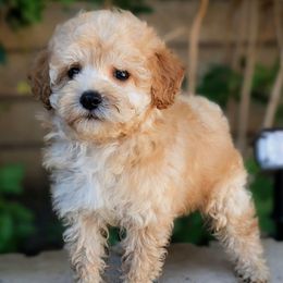 Brain - Apricot male Poodle puppy in Laveen, Arizona from Neely Family Poodles