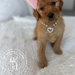 Girl 3 - Red  female Goldendoodle puppy in Fayetteville, Arkansas from Silver Hill Farm