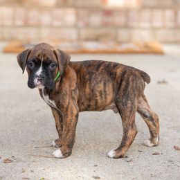 Green - Brindle male Boxer puppy in Georgia from Stephanie’s Boxers