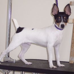 Toy Fox Terriers from TopFox Toy Fox Terriers