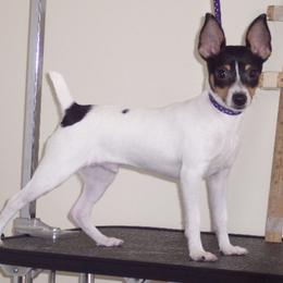 Toy Fox Terriers from TopFox Toy Fox Terriers