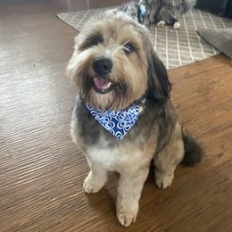 Clyde  - Bernedoodle