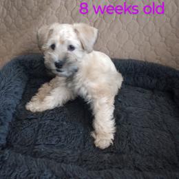 Schnoodle Puppies from Smart Schnauzers & Schnoodles