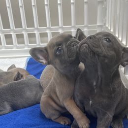 French Bulldog Puppies from Frnchi Faerie