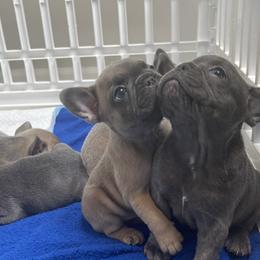 French Bulldog Puppies from Frnchi Faerie