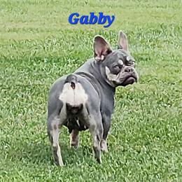 Gabby - French Bulldog