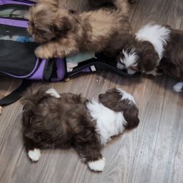 Shih Tzu Puppies from SweetTee's Shih Tzus LLC
