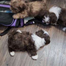 Shih Tzu Puppies from SweetTee's Shih Tzus LLC