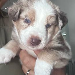 Copper - Red merle male Miniature Australian Shepherd puppy in Town 'N' Country, Florida from House of Miniature Aussies