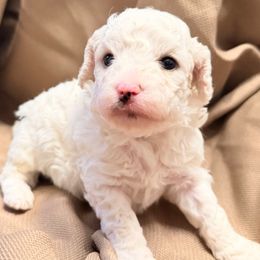 Bubba - White male Cavapoo puppy in Spokane, Washington from PJE Cavs and Poos