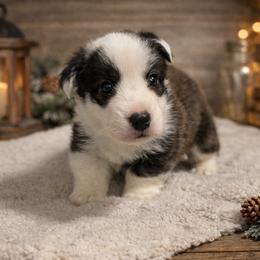 Nutmeg - Brindle and white female Cardigan Welsh Corgi puppy in Kerens, West Virginia from Leather & Lace