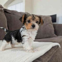 Autumn - Parti female Yorkshire Terrier puppy in Goodyear, Arizona from Copper State Yorkies