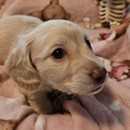 Dolly - Cream female Dachshund puppy in Lebanon, Oregon from Willow Moons Dachshunds