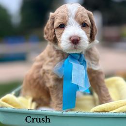 Australian Labradoodle and Labradoodle Puppies from Elite Blend Labradoodles