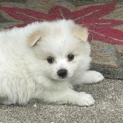 Pomeranians from Princess Shishie Puppy Kingdom