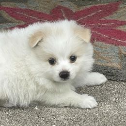 Pomeranians from Princess Shishie Puppy Kingdom