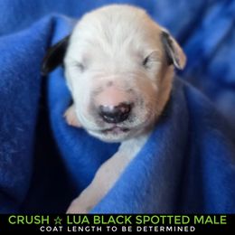 Crush (LUA Black Spotted Shortcoat) - White and black male Dalmatian puppy in Salem, Missouri from Paradise Spots Dalmatians