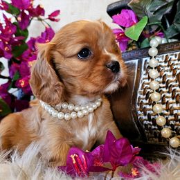 Sapphire - Ruby female Cavalier King Charles Spaniel puppy in Marshfield, Missouri from Puppyloversplace